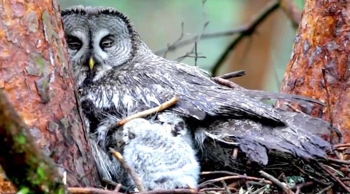 The Life of the Forest. Birds