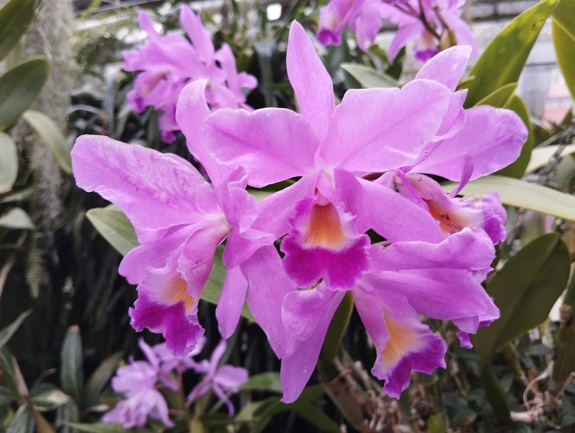 Katleje kwitną w różnych odcieniach różu i fioletu