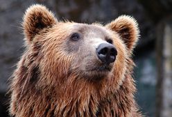 Tragedia w Tatrach Niżnych. Niedźwiedź zagryzł człowieka