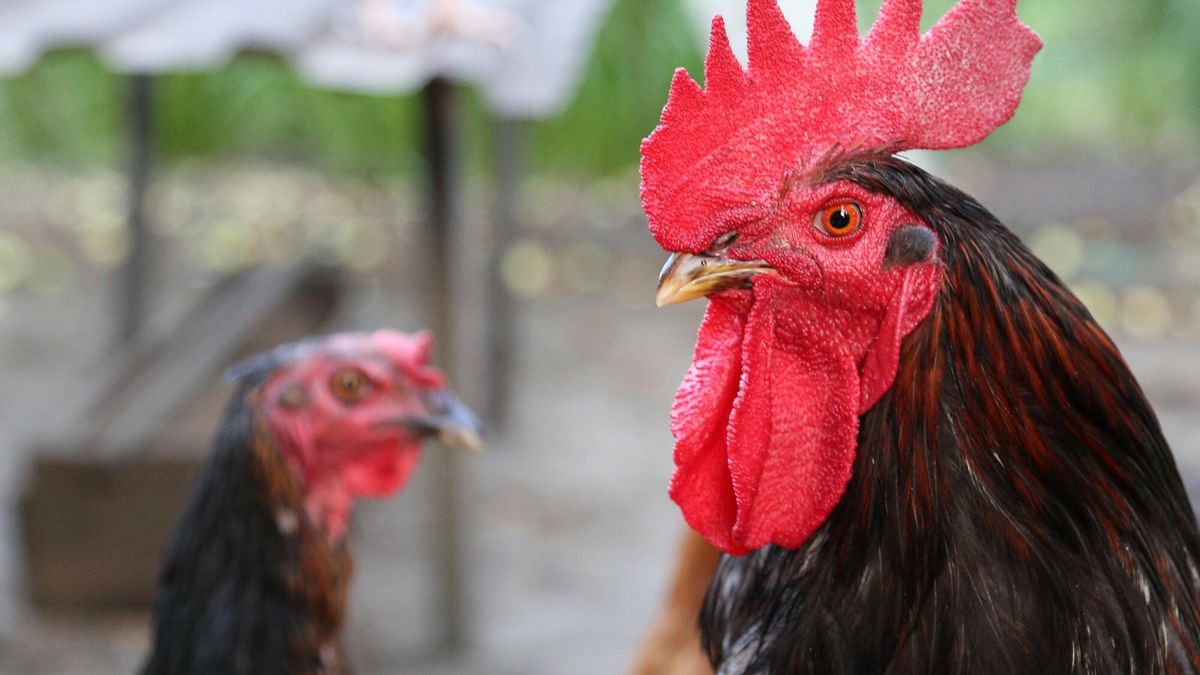 Reporter baza 2020-06-a
02.08.2016 Smolsko Duze  Kogut - ilustracja  fot. Mariusz Grzelak/REPORTER
Mariusz Grzelak/REPORTER