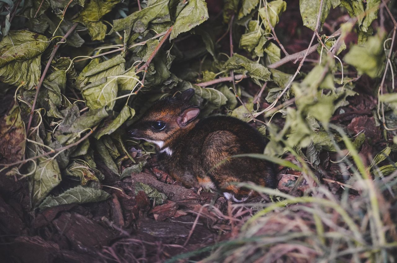 Wrocław. Myszojeleń wciąż bez imienia. Zoo czeka na propozycje