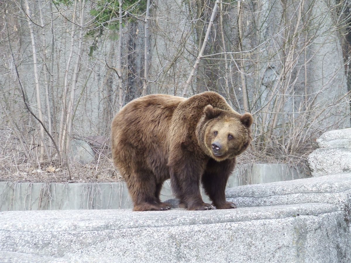 Niedźwiedź, który stanowił zagrożenie dla mieszkańców miasta, został zastrzelony