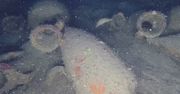 Wrak rzymskiego statku sprzed 2200 lat. Niezwykłe odkrycie archeologów z Włoch