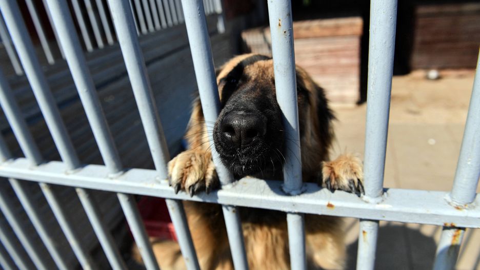 Wrocław. Schronisko dla zwierząt szykuje się do otwarcia. Będzie łatwiej o adopcję psa czy kota