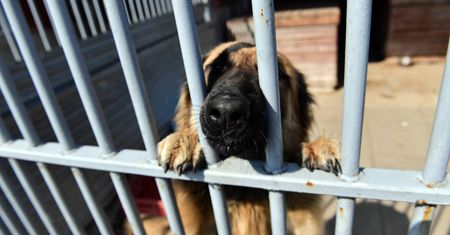 Wrocław. Schronisko dla zwierząt szykuje się do otwarcia. Będzie łatwiej o adopcję psa czy kota