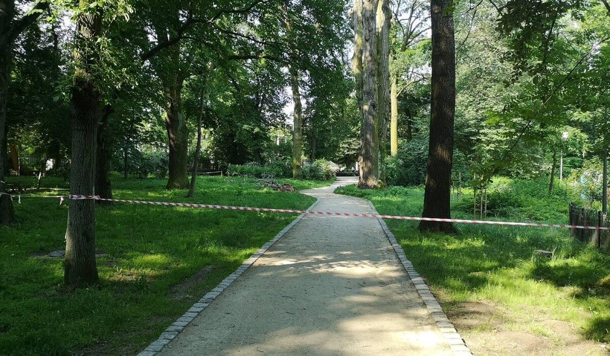 Pielęgnacja drzew w Ogrodzie Saskim