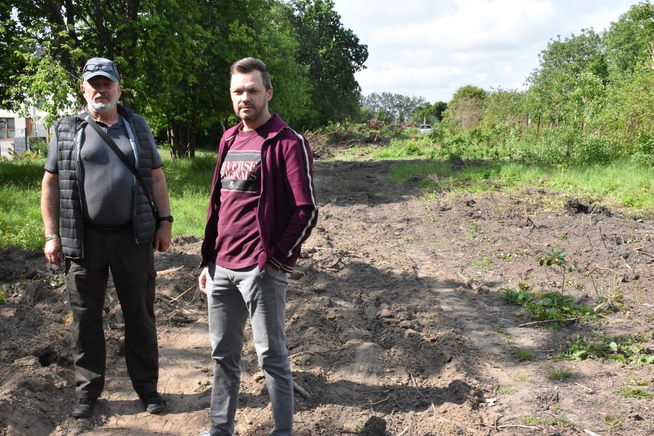 Nagła wycinka drzew na ulicy Azaliowej w Koszalinie. Mieszkańcy proszą o wyjaśnienia