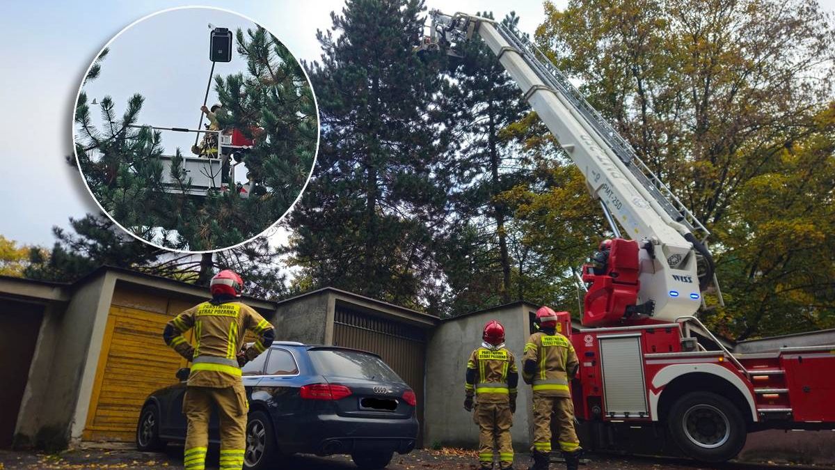 Akcja strażaków przy ul. Odlewniczej - kot na drzewie