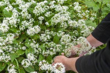 Zaczął kwitnąć. Ale uważaj. Za zbieranie grożą surowe kary