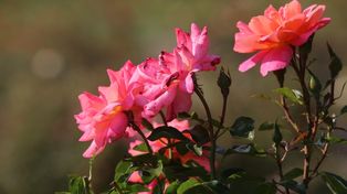 Chorzów: W Parku Śląskim ruszył kolejny remont. Rosarium powróci piękniejsze