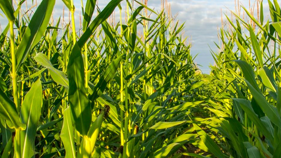 Mazowieckie. W miejscowości Guzów w powiecie żyrardowskim doszło w nieszczęśliwego wypadku podczas prac polowych na uprawie kukurydzy. Zginął 23-latek, operator kombajnu, który zahaczył o linię wysokiego napięcia