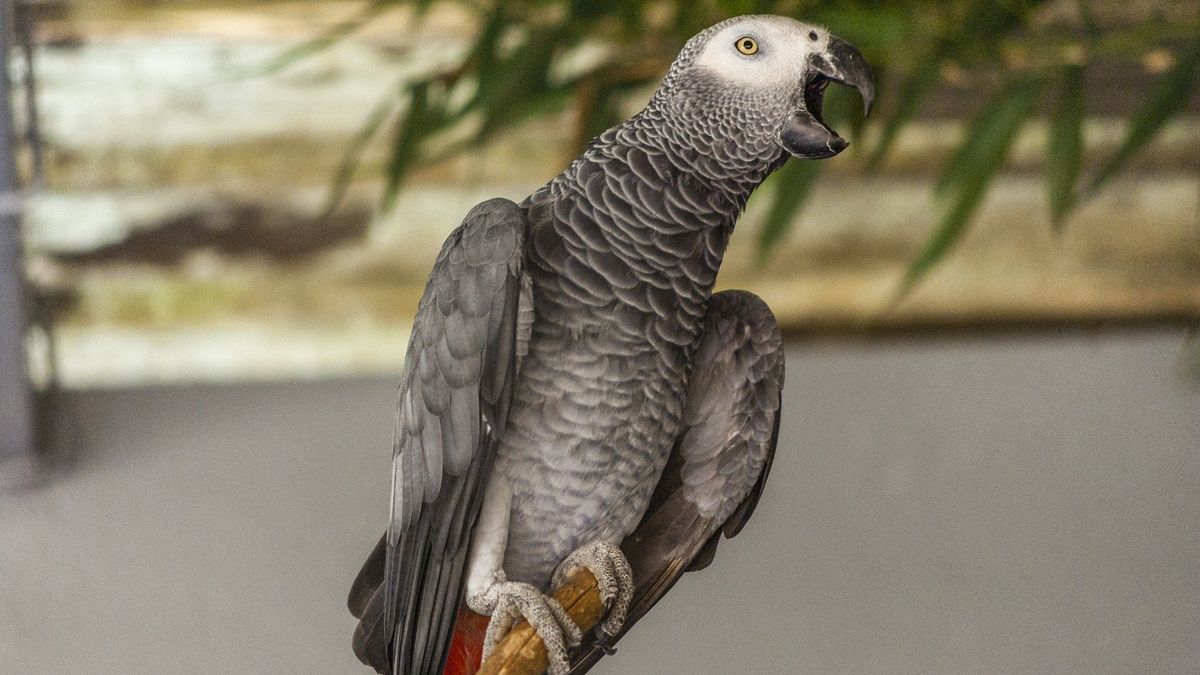 Papugi szare nauczyły się przeklinać w brytyjskim ZOO.