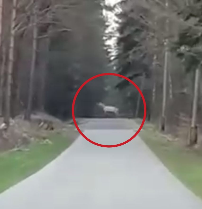 Leśnicy opublikowali nagranie. "To jest sensacja"