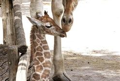 Żyrafiątko w rzymskim ZOO