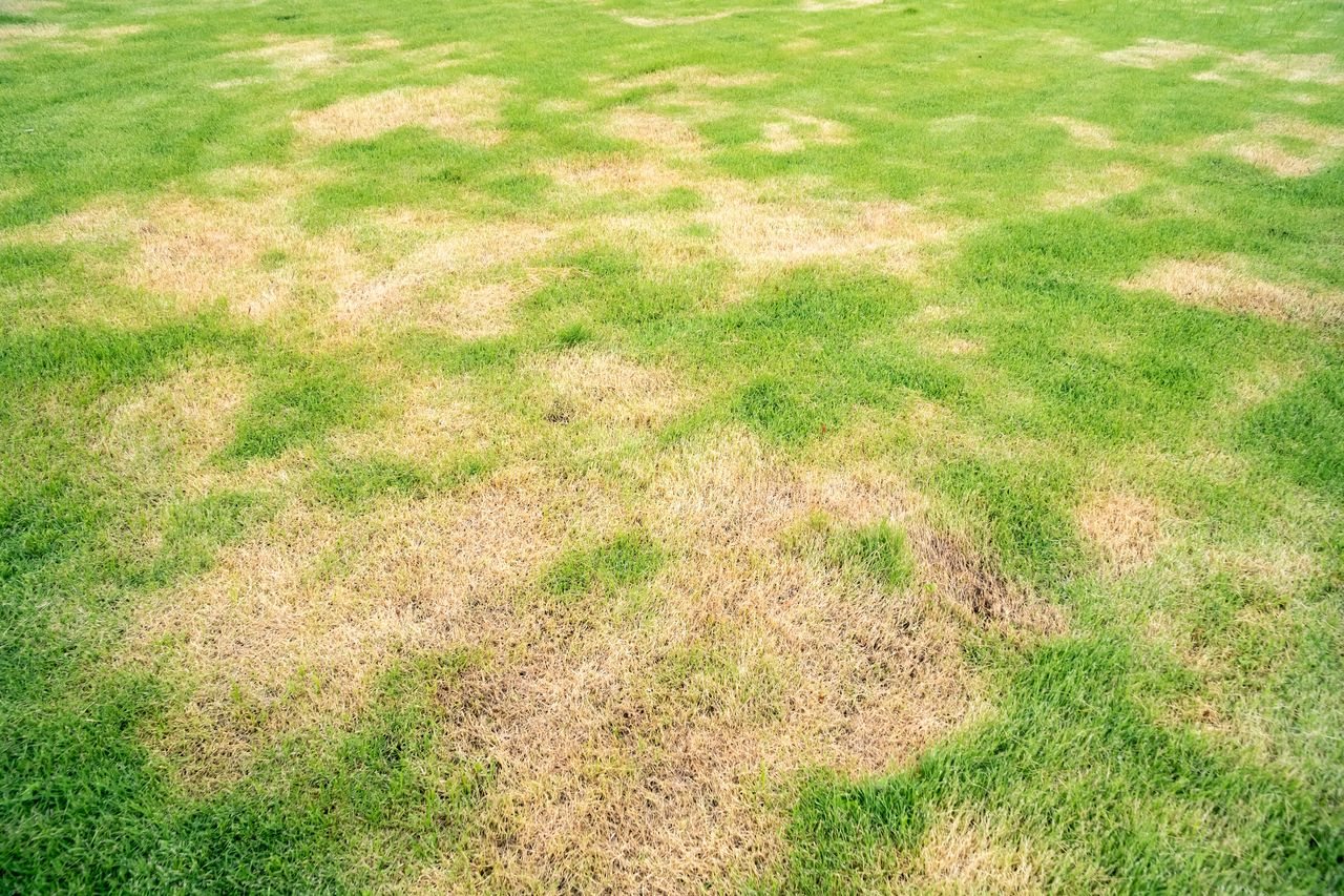 The lawn does not always look perfect.
