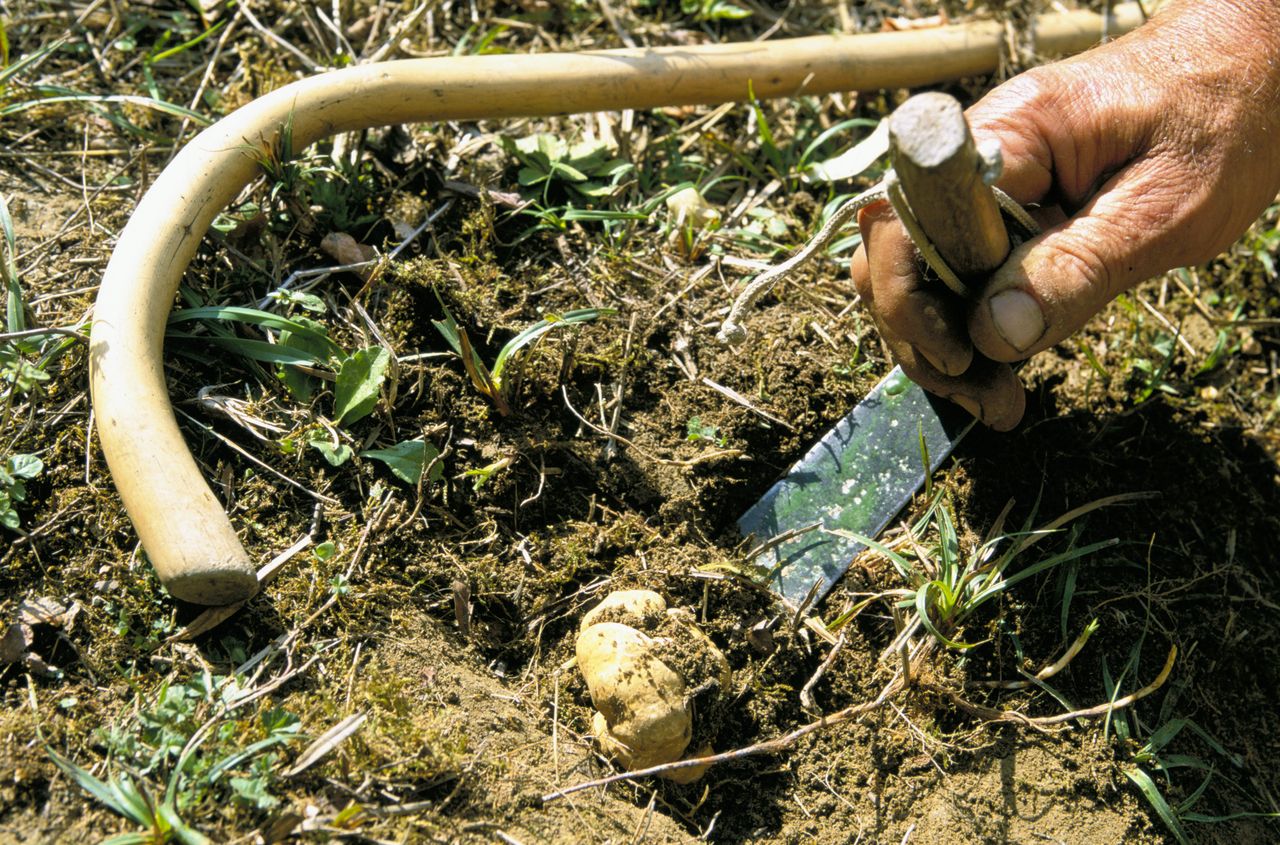 Białe trufle w Słowenii. Ceny rekordowe - nawet 5 tys. euro za kg