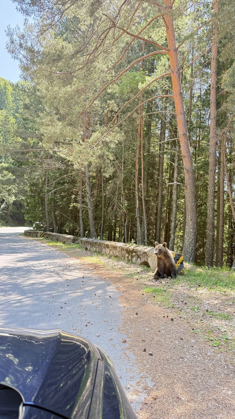 Przy popularnej Trasie Transfogaraskiej takie spotkanie nikogo 
