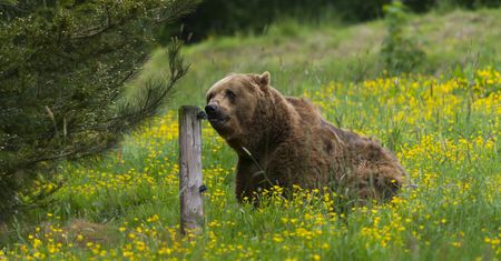 Myśliwy zastrzelił niedźwiedzicę podczas polowania. Wcześniej zwierzę go ugryzło