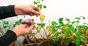 Jak wybudzić pelargonie po zimie? Nie popełnij błędu, bo nie zakwitną