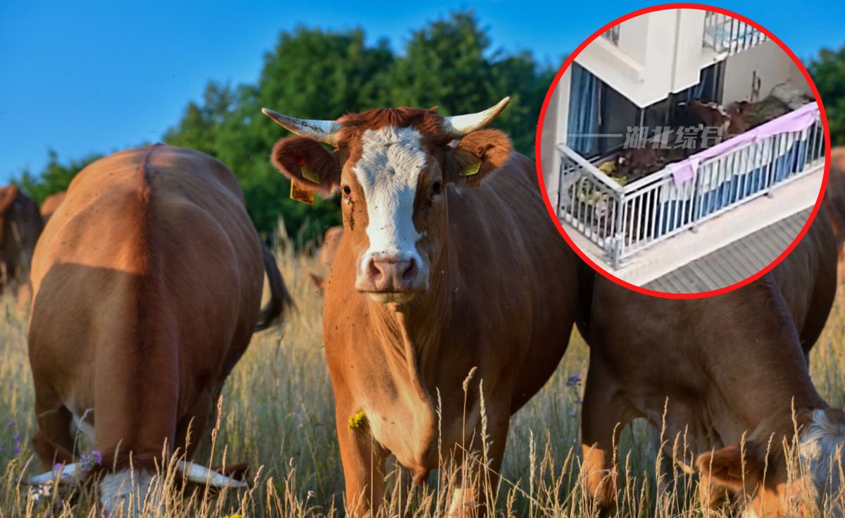 Krowy na balkonie w mieszkaniu