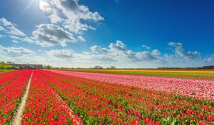 Napis zrobiono na polu kwitnących kwiatów. Zdjęcie ilustracyjne