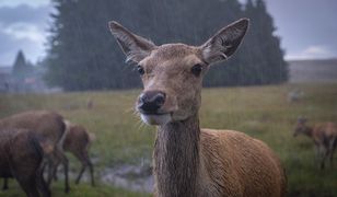 Zwierzęta cieszą się z opadów deszczu. Zdjęcie ilustracyjne