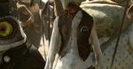Johnny Depp jako ''Rango'' od piątku w kinach!