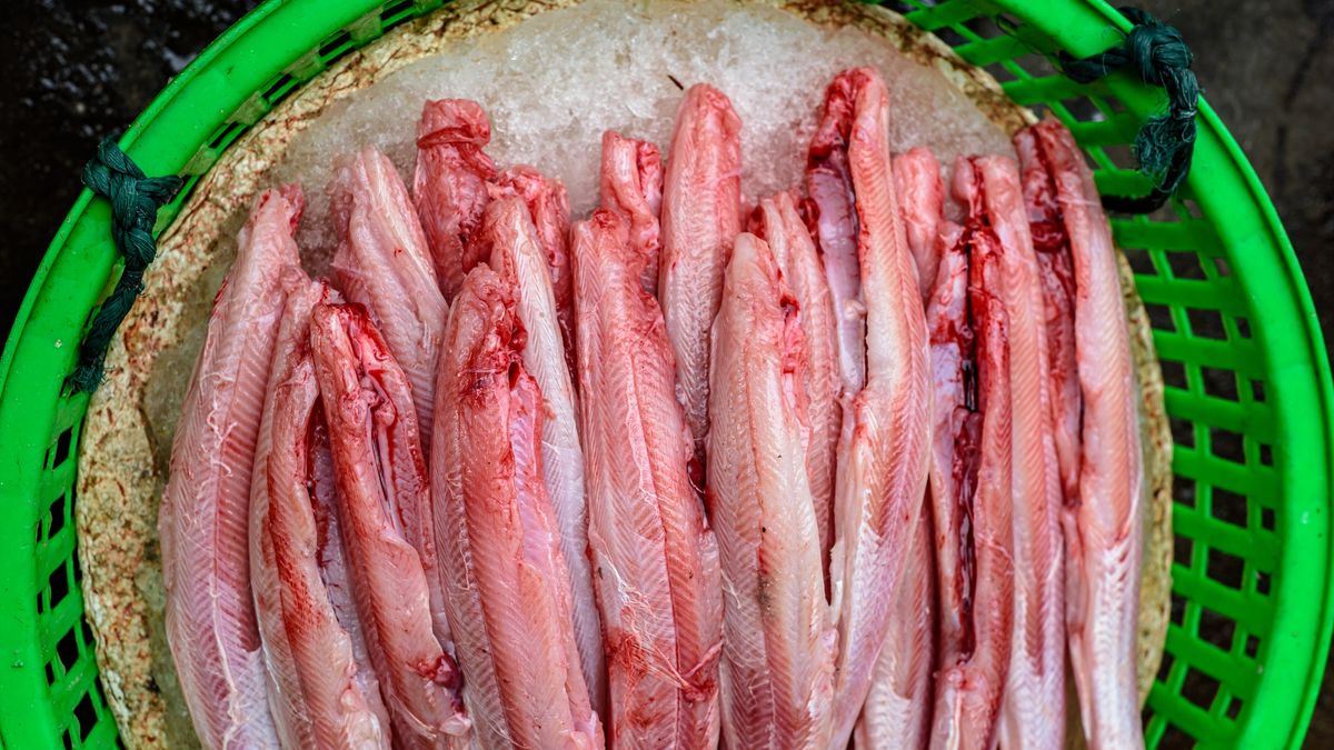 Które ryby kumulują najwięcej rtęci?