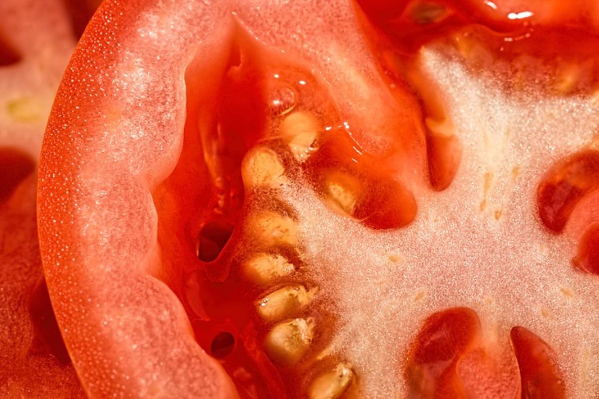 Taki pomidor może być bardzo trujący. Lepiej nie ryzykuj swoim zdrowiem