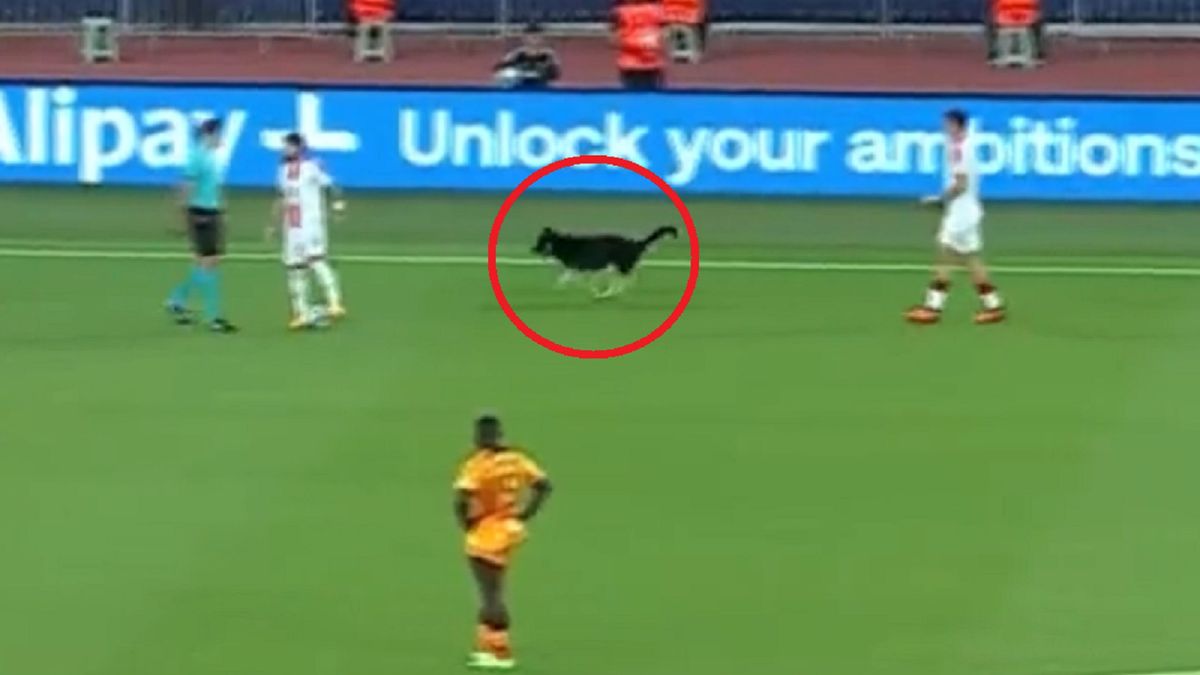 Zdjęcie okładkowe artykułu: Twitter / TVP Sport / Na zdjęciu: pies na meczu Holandia - Gruzja