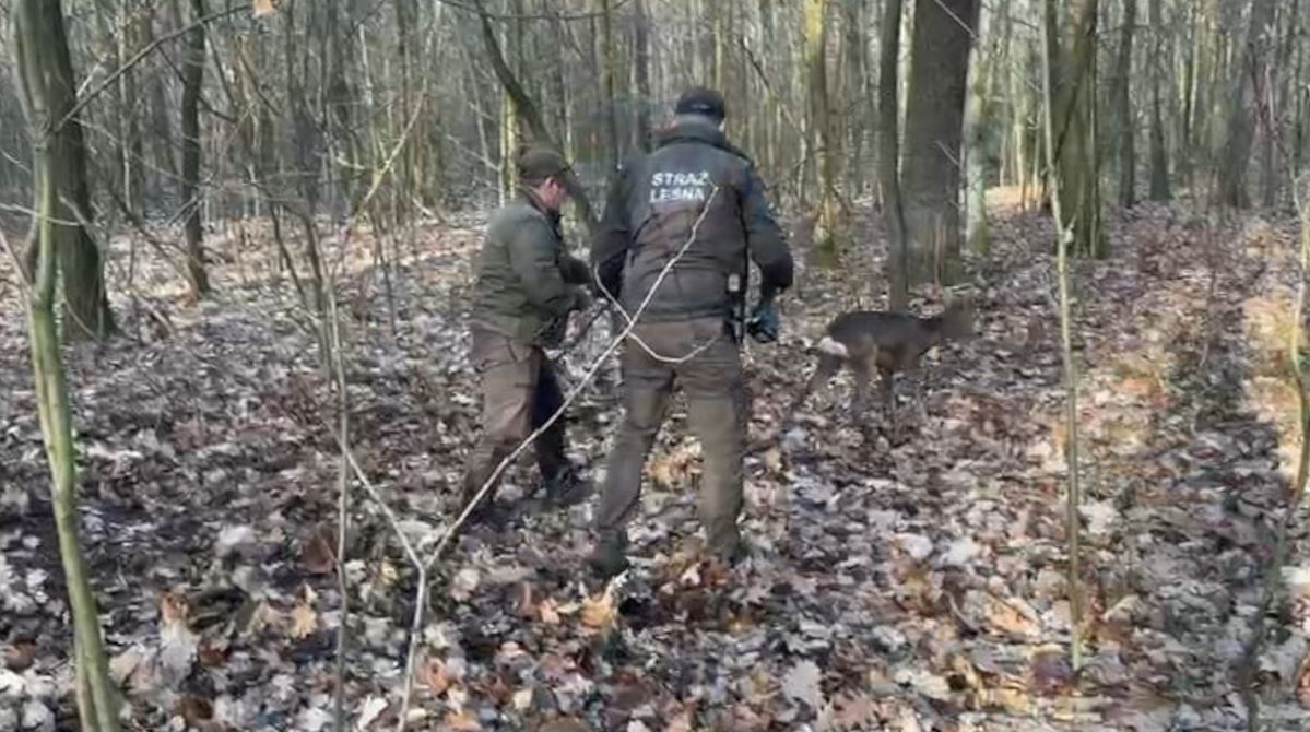 Całą rodziną przyszli po skłusowaną sarnę. Zwierzę zostało uwolnione z wnyków przez strażników leśnych