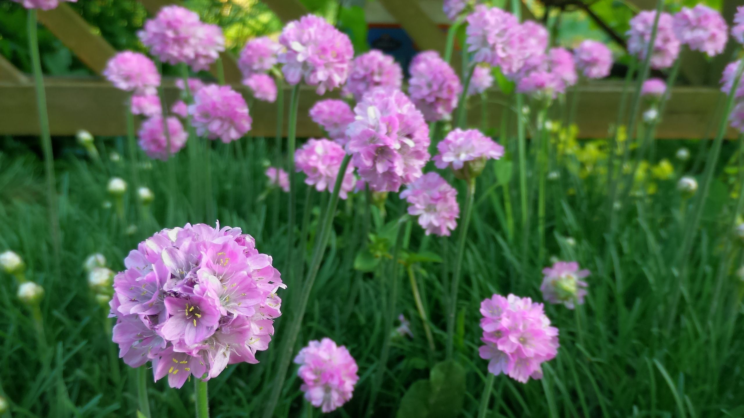 ASUS ZenFone Zoom – fotograficzny test smartfona z 3-krotnym zoomem optycznym 116