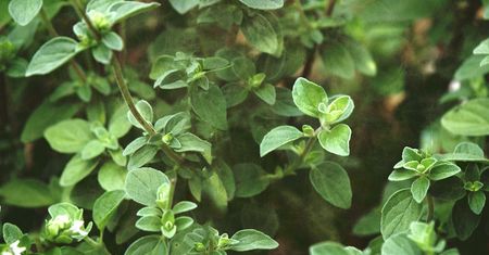 Dlaczego warto częściej używać oregano?
