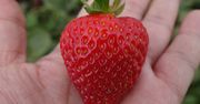 Przebadali truskawki z bazaru. Oto co tak naprawdę jemy