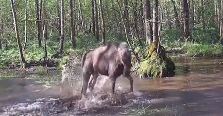 'Osobozwierzę'' nagrane na Podlasiu. Wideo z fotopułapki