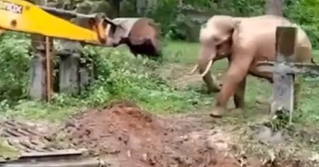 Niezwykła akcja ratowania słonia! Wideo doprowadza do łez