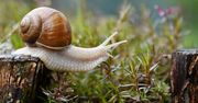 Od soli lepsza jest mączka. Oto jak pozbyć się ślimaków z ogrodu
