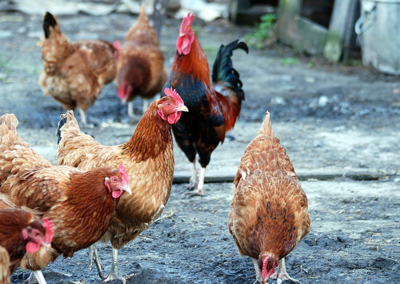 Pow. iławski: Grypa ptaków. Wybito ponad 100 tysięcy ptaków