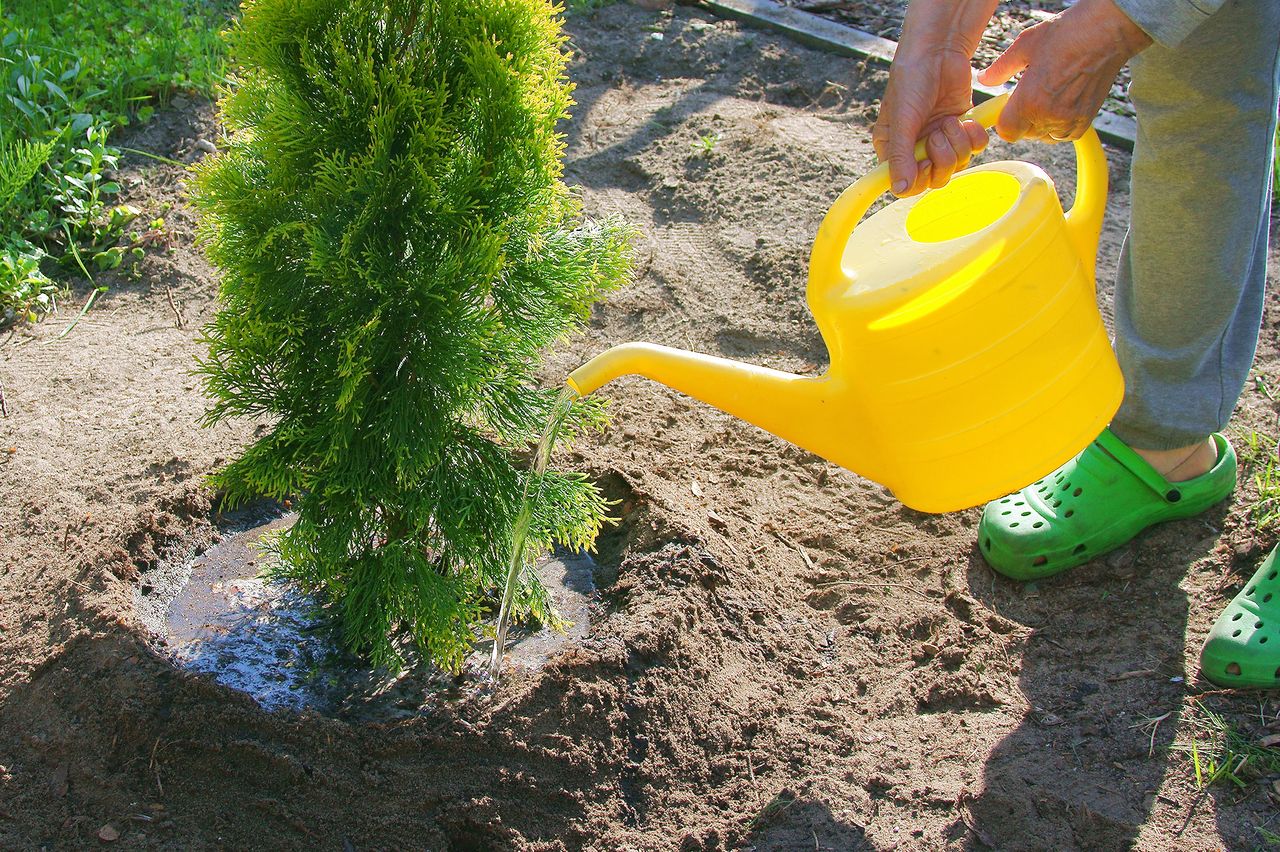 Water the thuja with this mixture; you won't regret it.