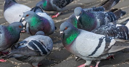 W regionie wykryto wściekliznę i ptasią grypę. Aktualna sytuacja — komunikat LUW