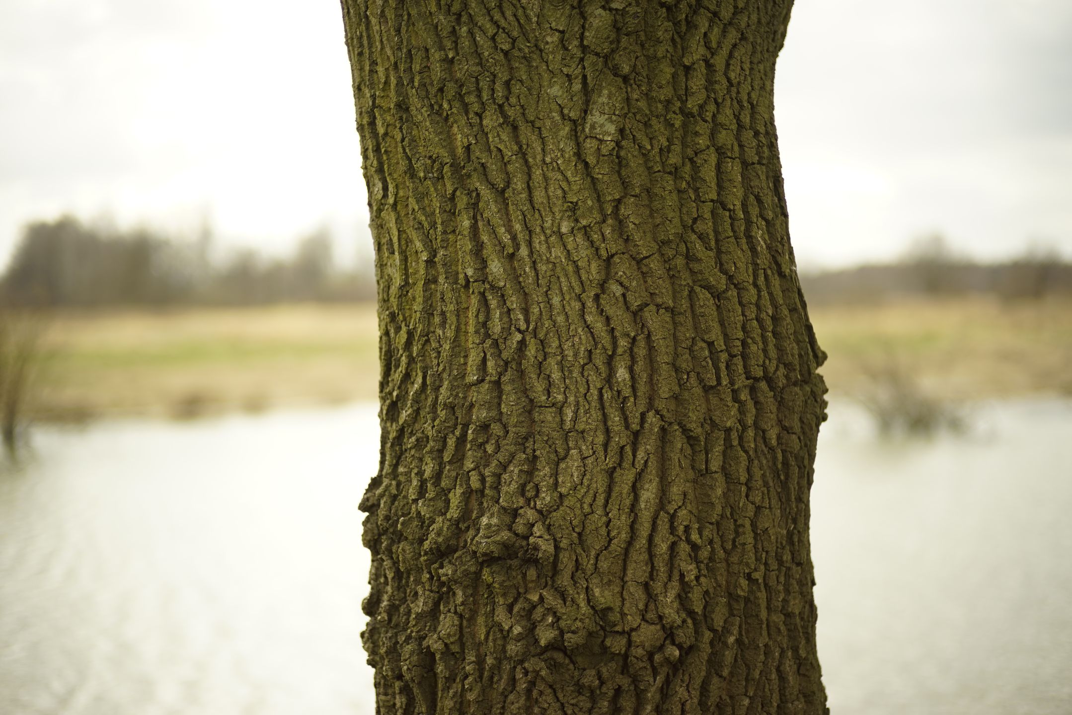 Voigtländer 40 mm F 2,8 Heliar - zadziwiający obiektyw! 21
