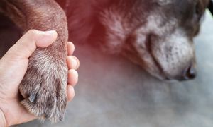 Kiedy odchodzi pupil, serce pęka. Żałoba może być silniejsza niż po ludziach