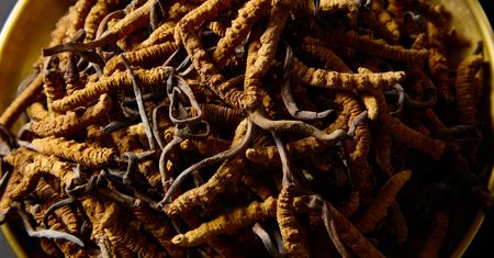 Zbijają cholesterol, chronią żołądek, jelita. To filar medycyny w Azji