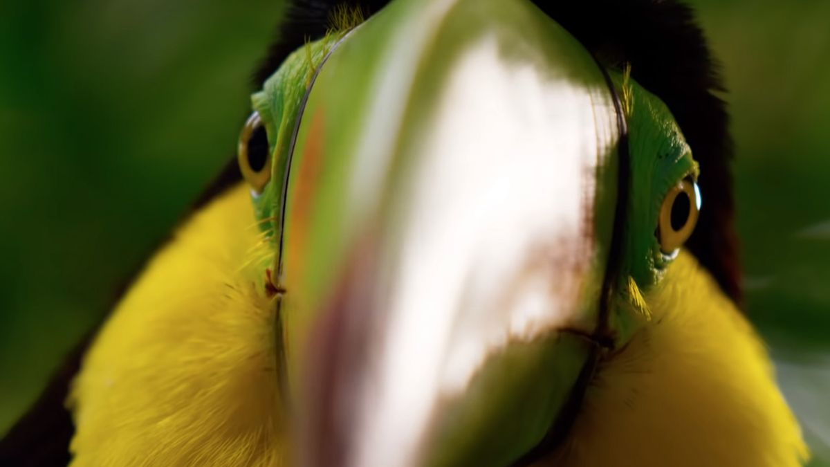 Będzie kontynuacja ”Planety Ziemi” - najlepiej nagranego dokumentu w historii 1