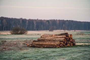 Drewno z Lasów Państwowych. Oto ile kosztuje metr opału