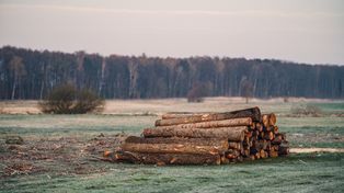 Drewno z Lasów Państwowych. Oto ile kosztuje metr opału