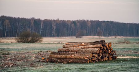 Drewno z Lasów Państwowych. Oto ile kosztuje metr opału