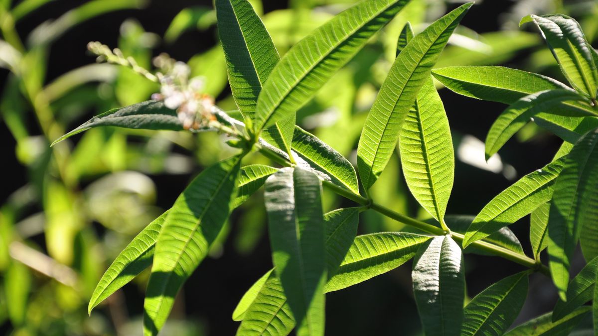 Werbena świetnie rośnie także na balkonie. 