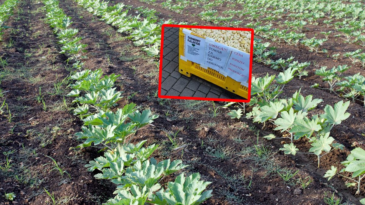 Rozdawali kalafiory. Internauci reagują.