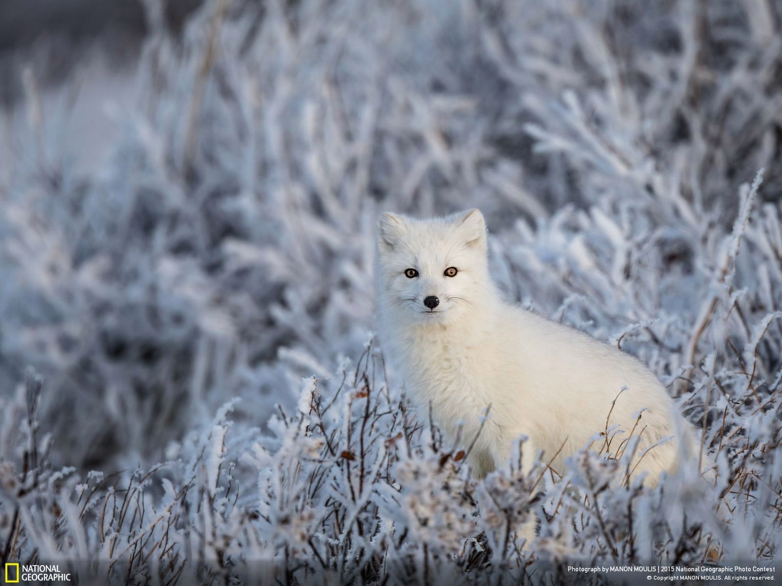 Zachwycają przyroda, czyli najlepsze zgłoszenia National Geographic Photo Contest 2015 7